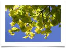 Maple Sunshade - Helen Kulczycki